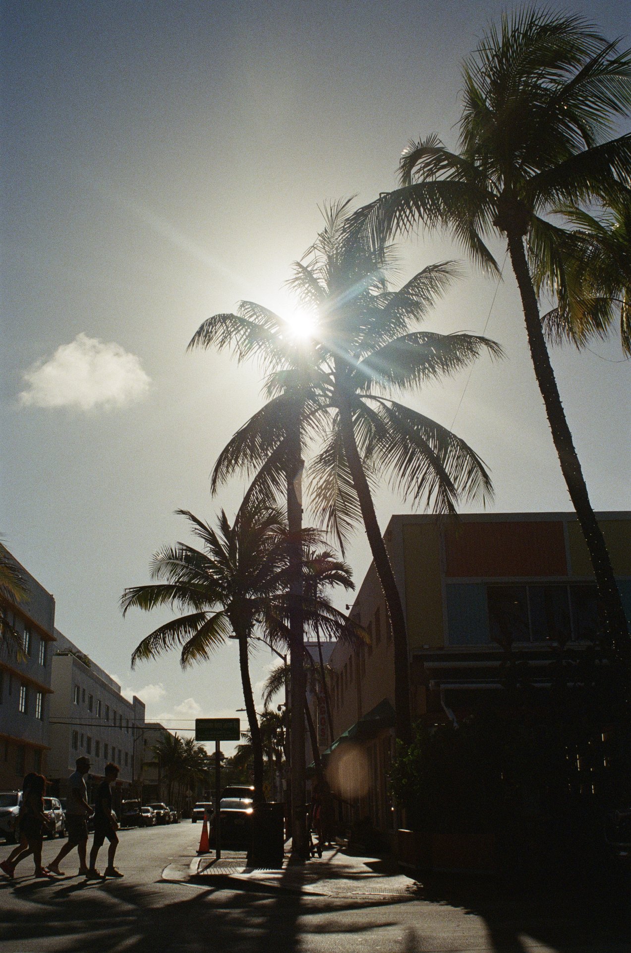 Miami Palms Sun Silhouette